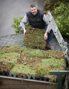 Een groen dak aanleggen