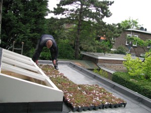 Groendak zelf aanleggen